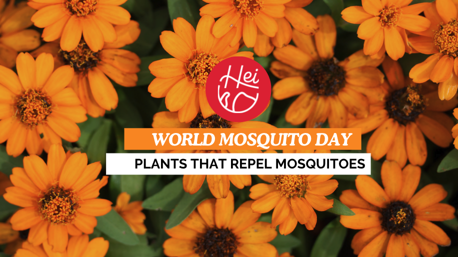 natural repellant for mosquitoes, orange flowers with Humble Earth logo